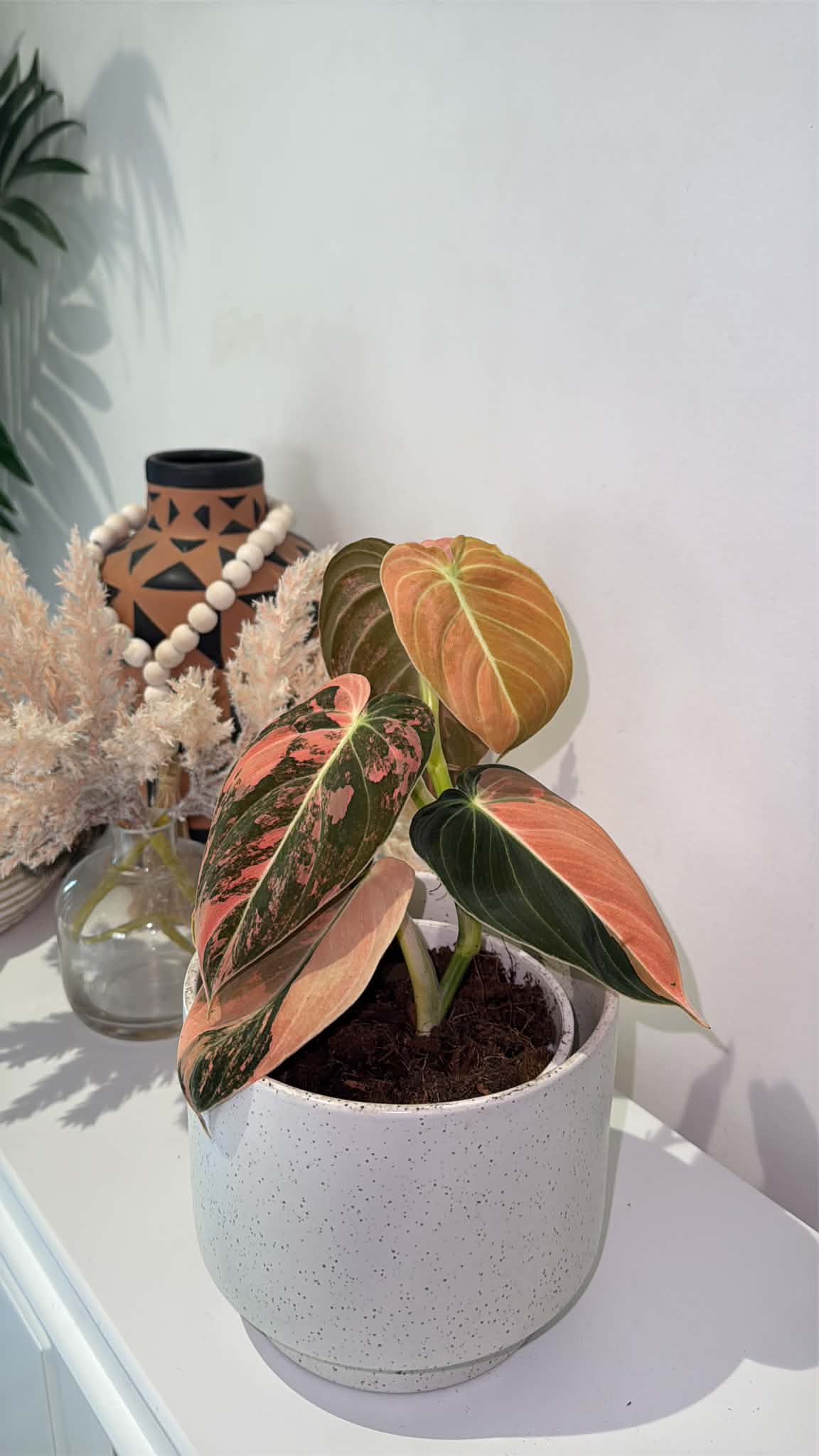 Philodendron Melanochrysum  'Orange/ Pink Bonfire' Variegated