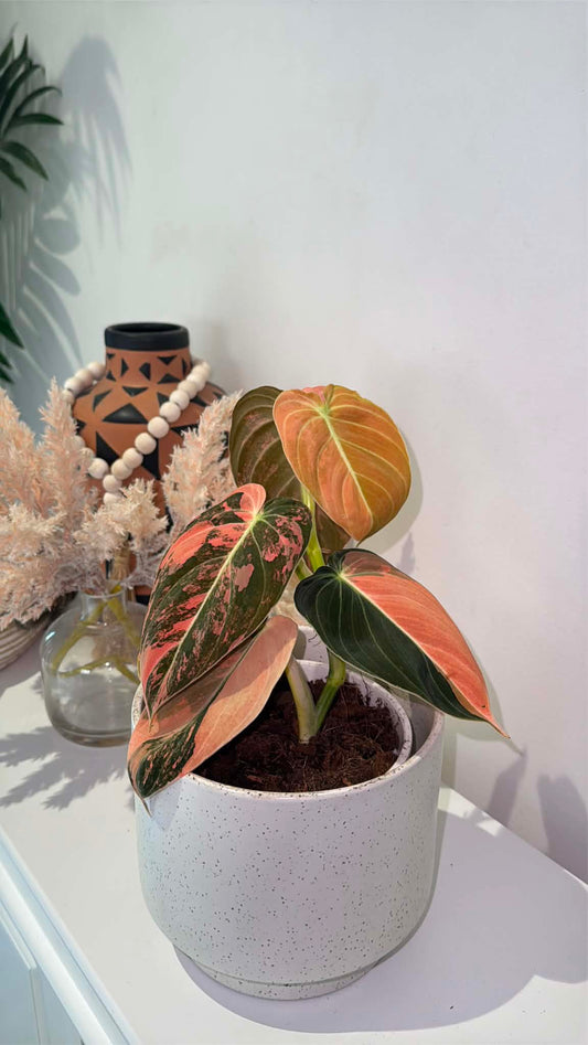 Philodendron Melanochrysum  'Orange/ Pink Bonfire' Variegated
