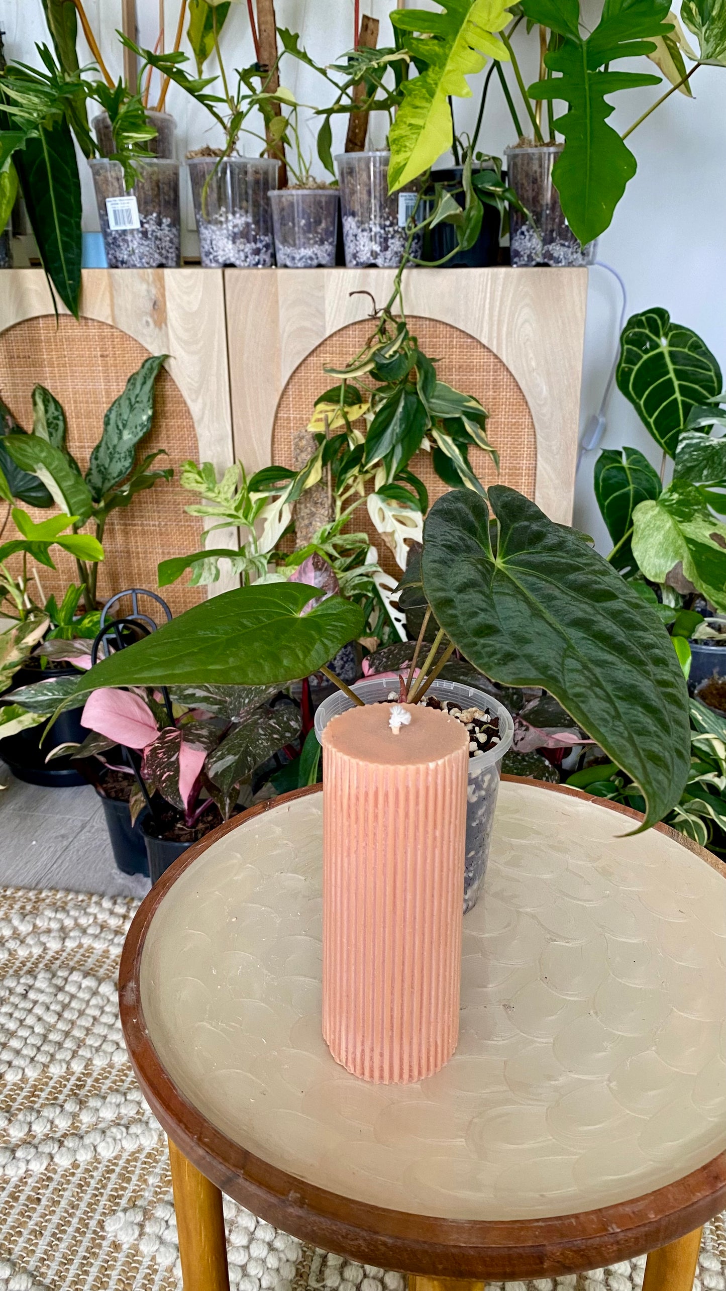 Anthurium Papillilaminum x Dressleri
