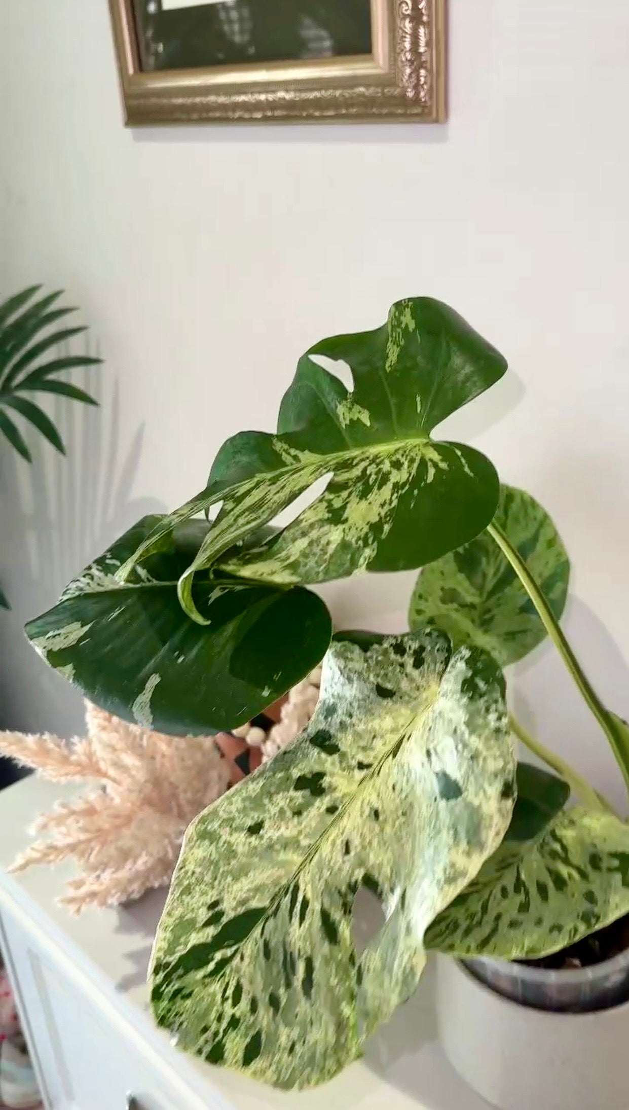 Monstera Bulbasaur