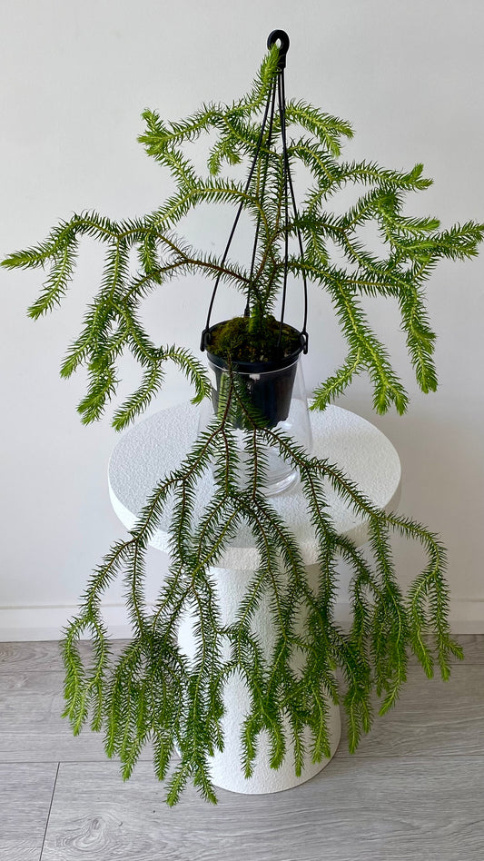 Queensland Fine Rock Tassel Fern