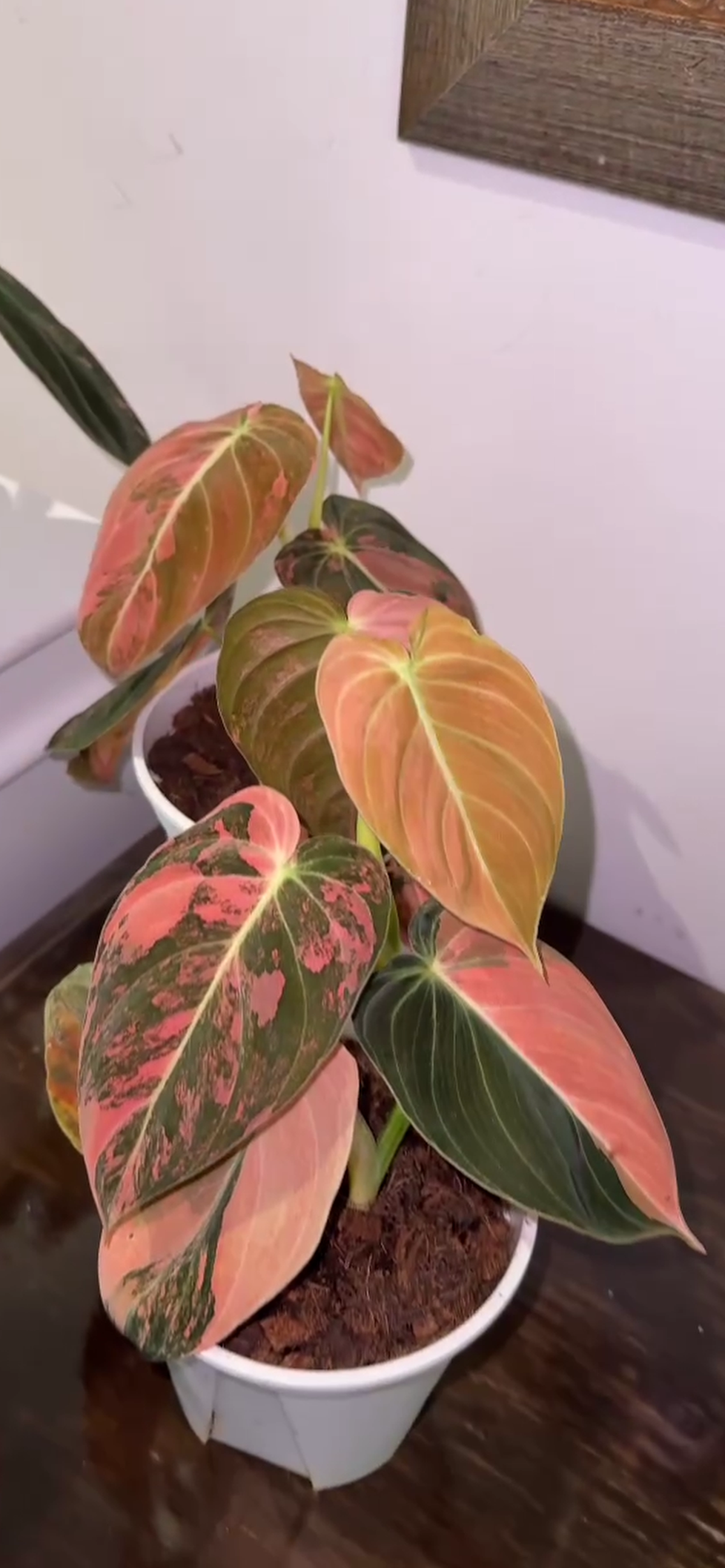 Philodendron Melanochrysum  'Orange/ Pink Bonfire' Variegated