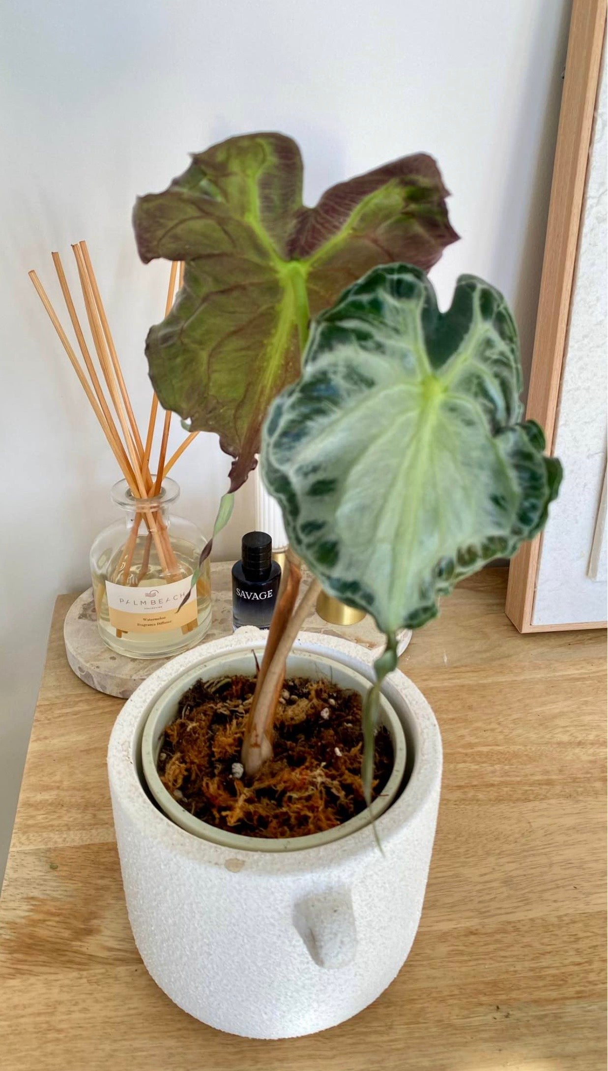 Alocasia Venom