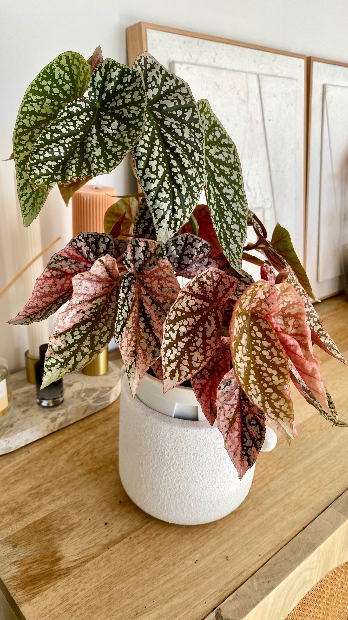 Begonia Snow Capped Variegated