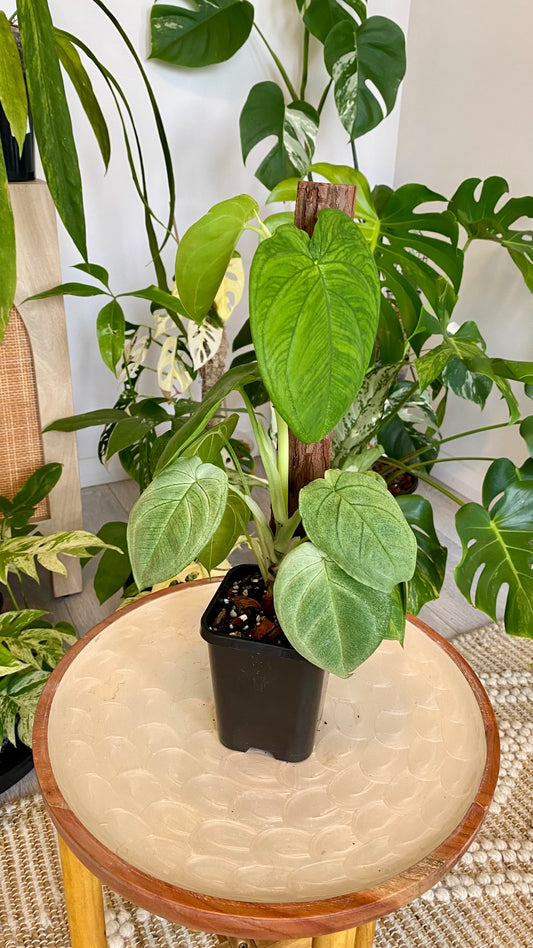 Syngonium Frosted Heart