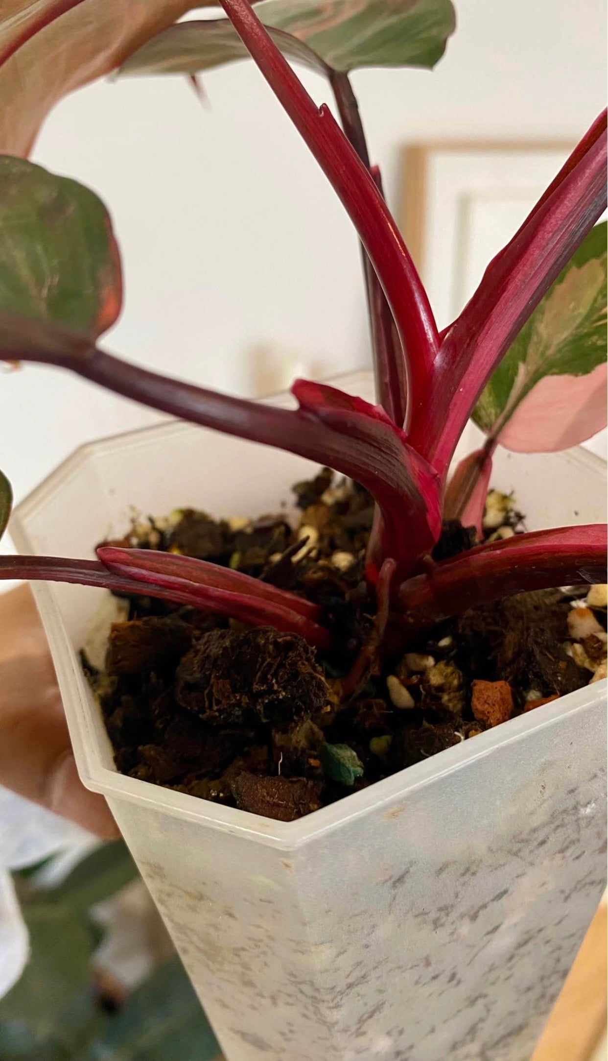 Philodendron Fire Princess