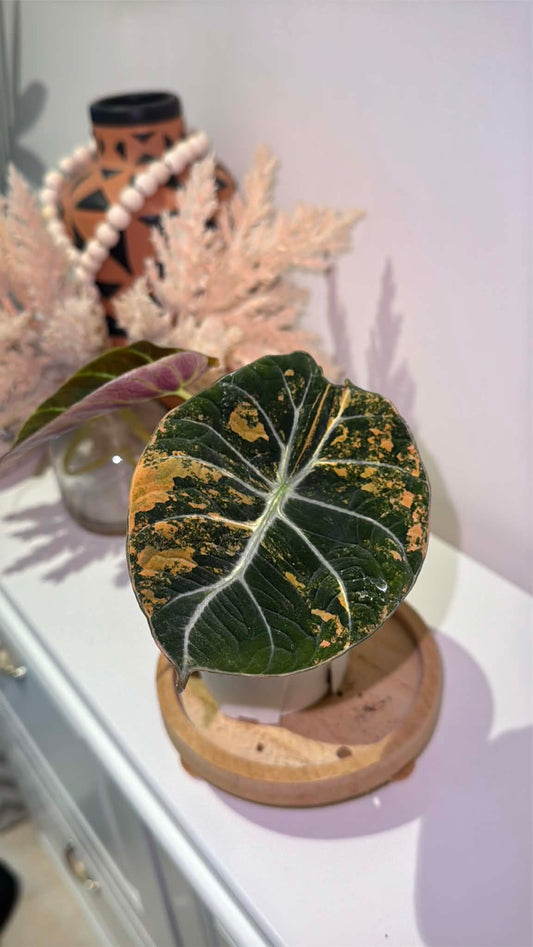 Alocasia Black Velvet Gold Variegated