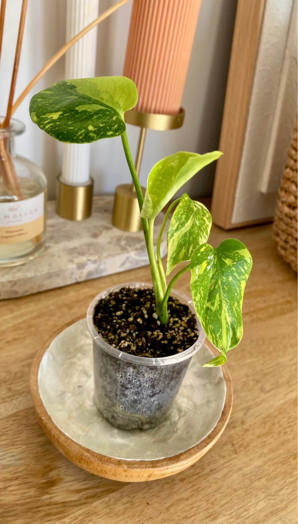 Monstera Electrolytet