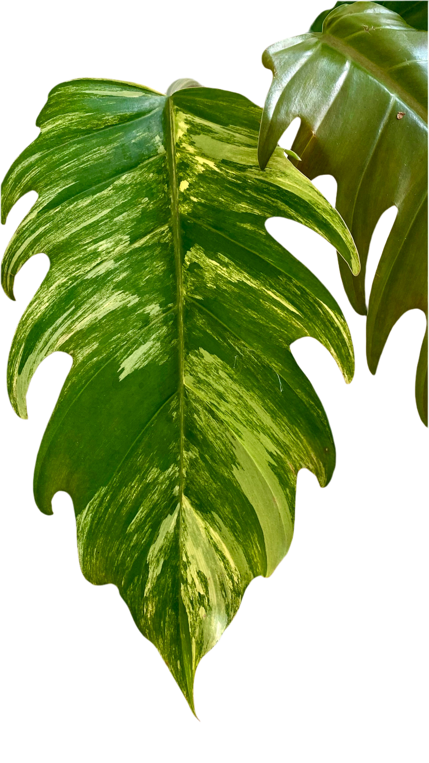 Philodendron Caramel Mable Variegated