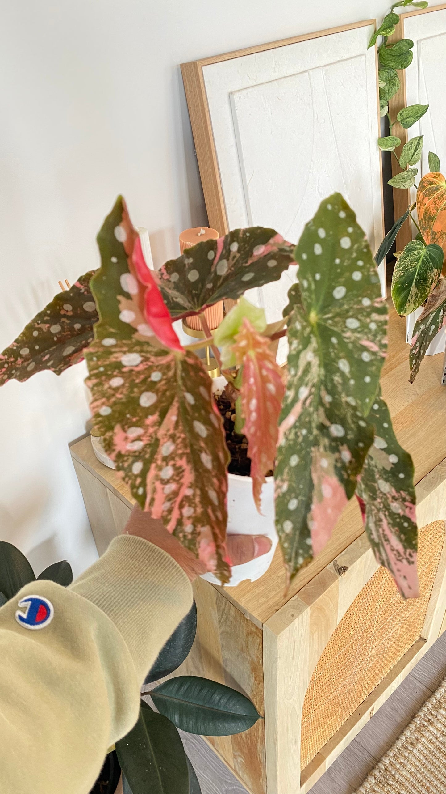 Begonia Maculata variegated