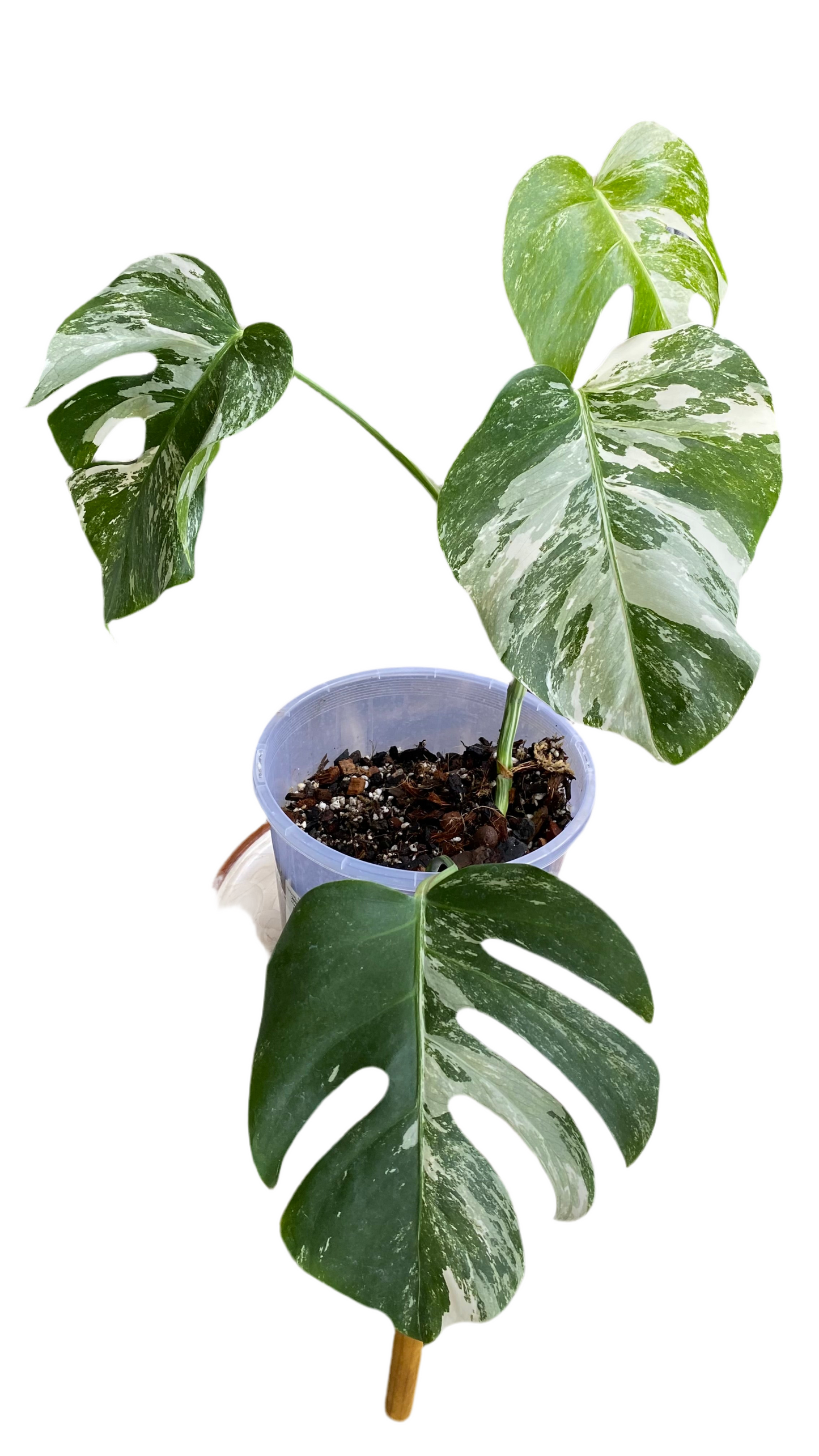 Monstera borsigiana Albo