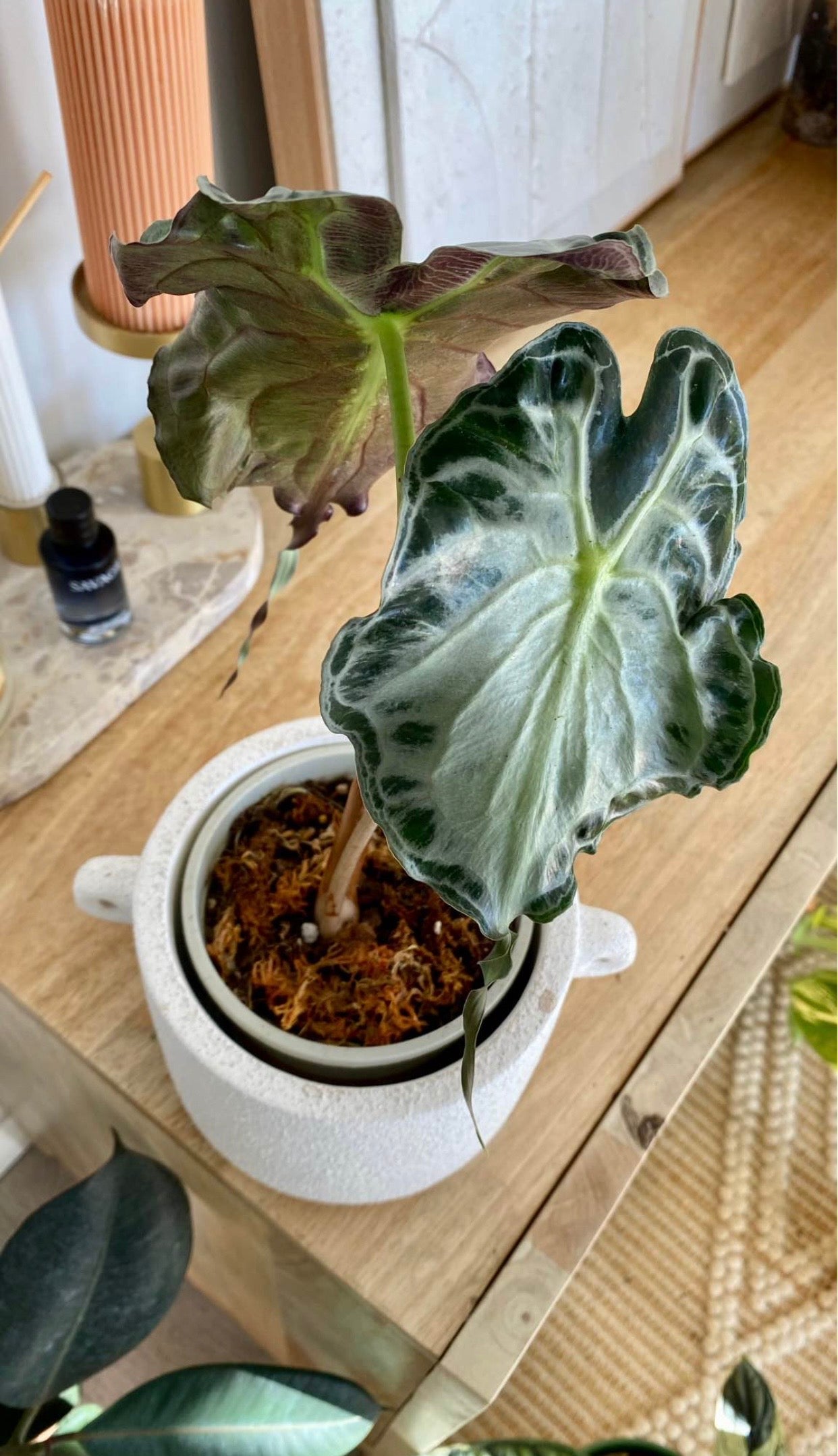 Alocasia Venom