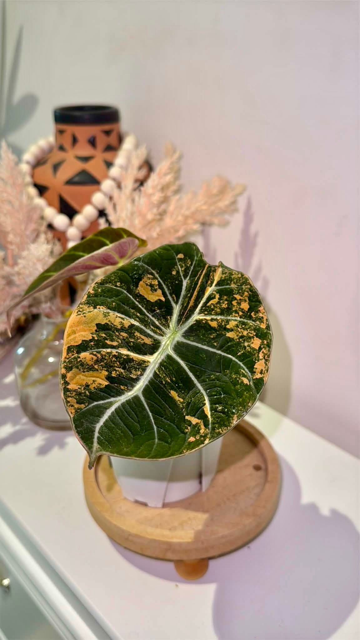 Alocasia Black Velvet Gold Variegated