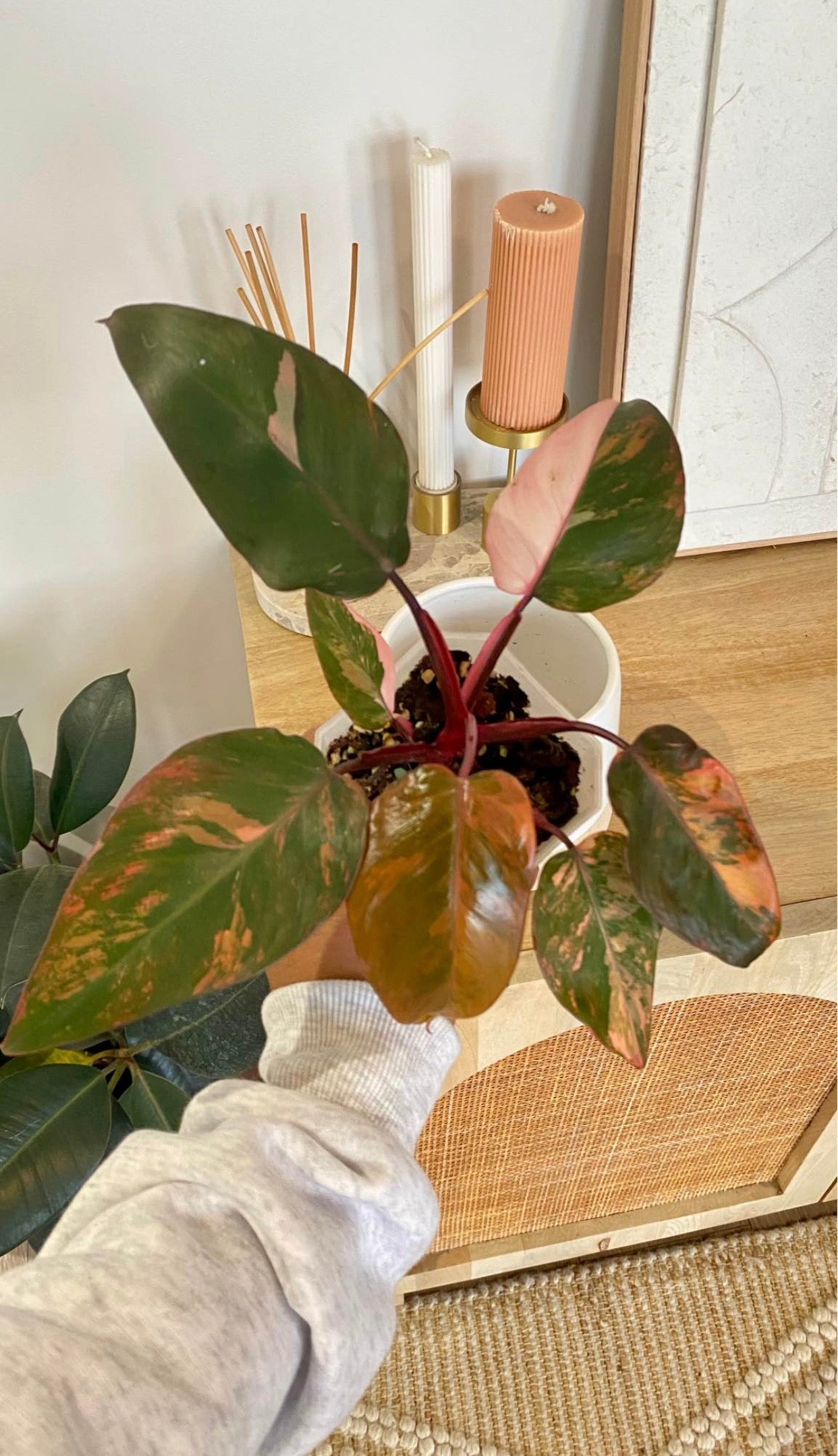 Philodendron Fire Princess