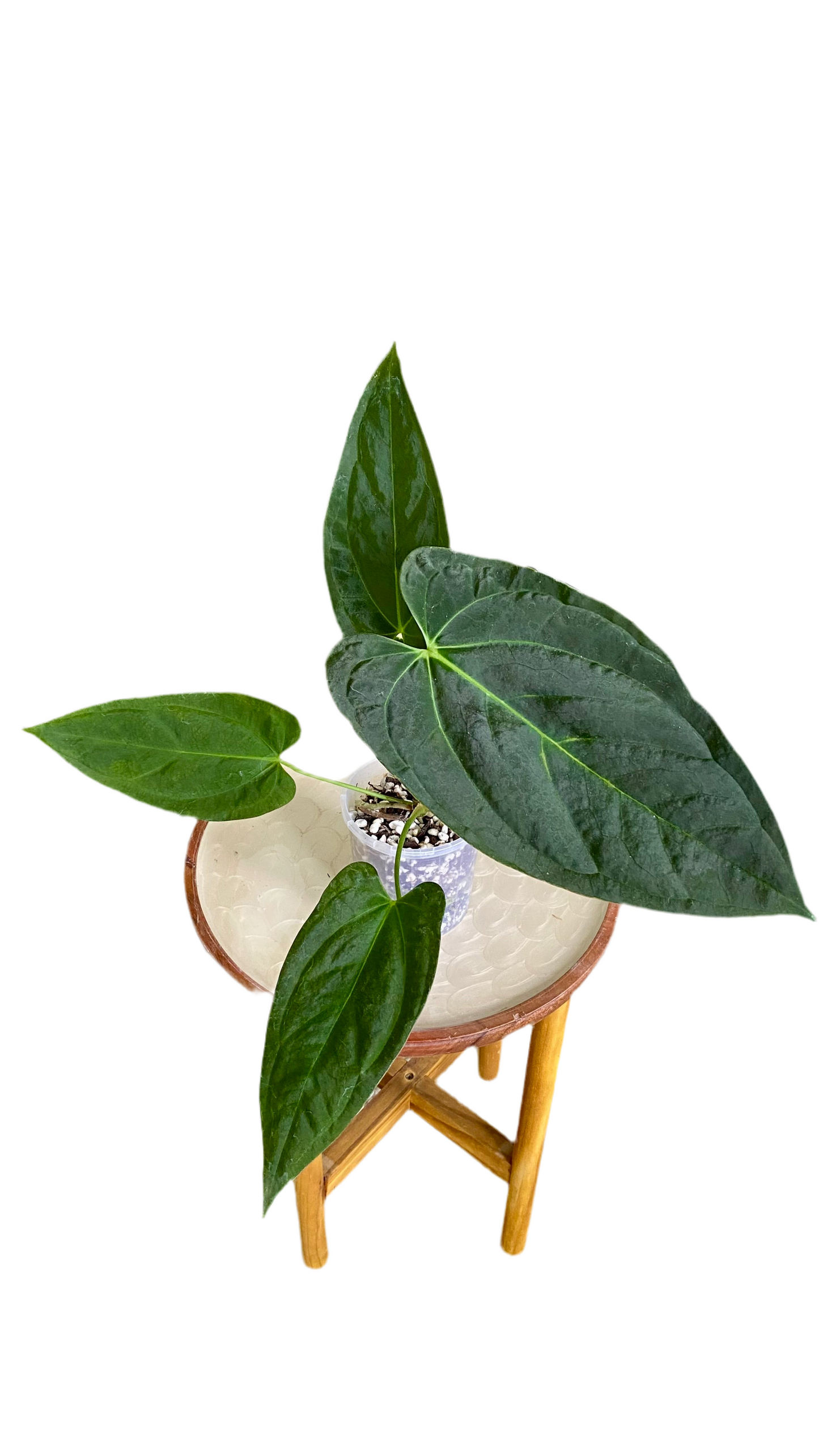Anthurium Papillilaminum x Dressleri