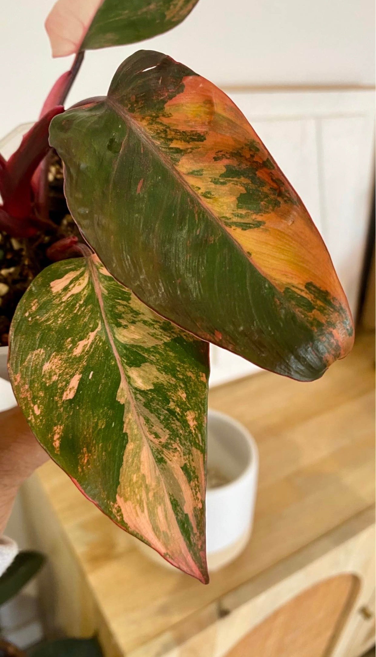 Philodendron Fire Princess