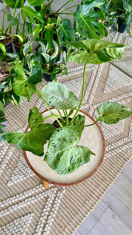 Syngonium Green Splash