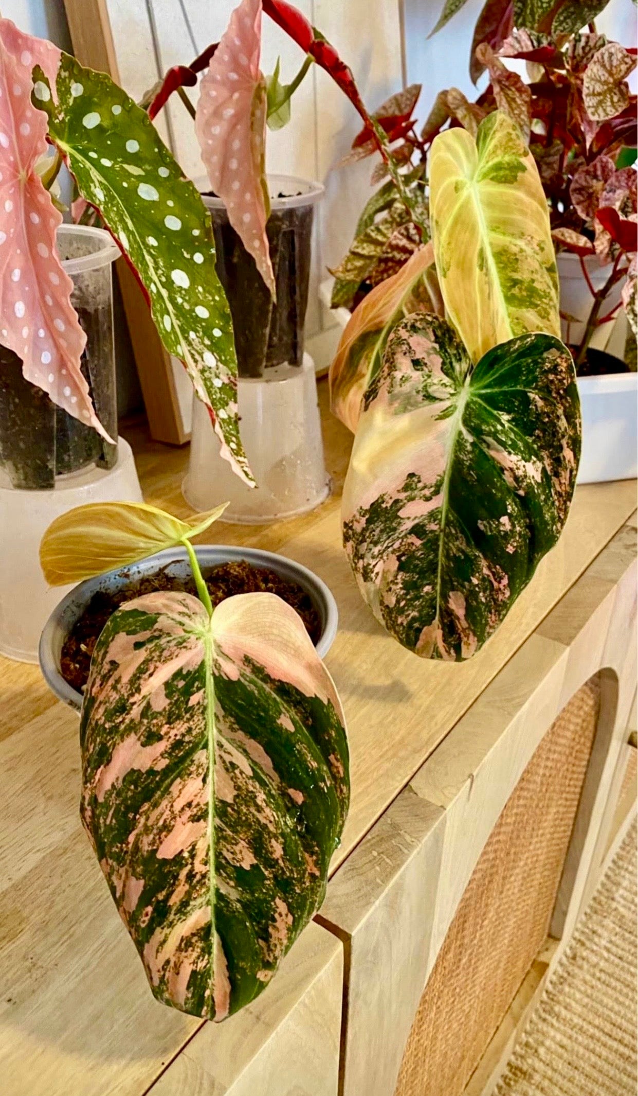 Philodendron Melanochrysum ‘Orange/ Pink Bonfire' Variegated