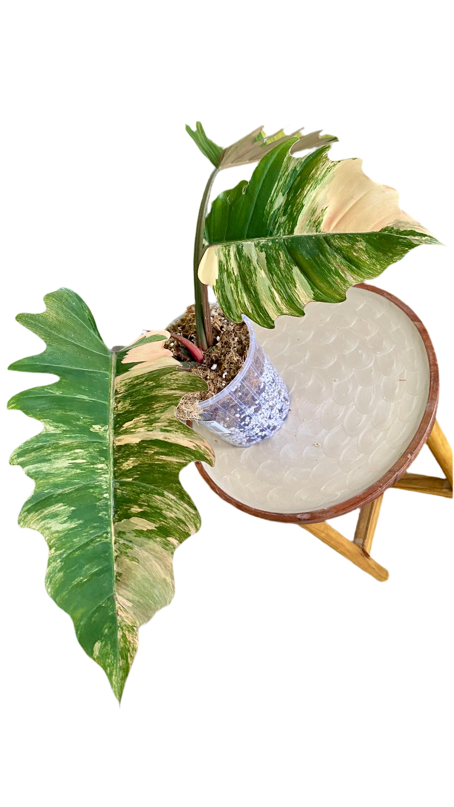 Philodendron Caramel Mable Variegated