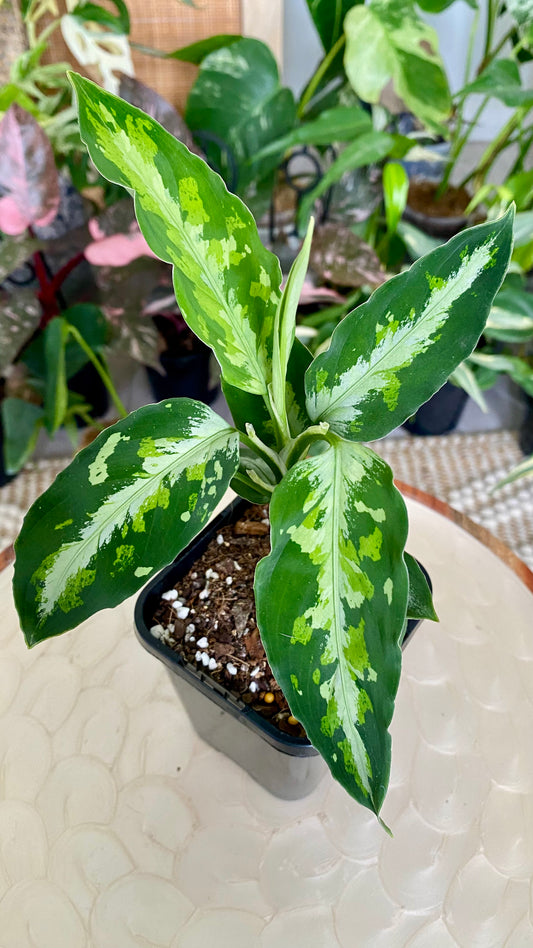 Aglaonema Pictum Tricolour
