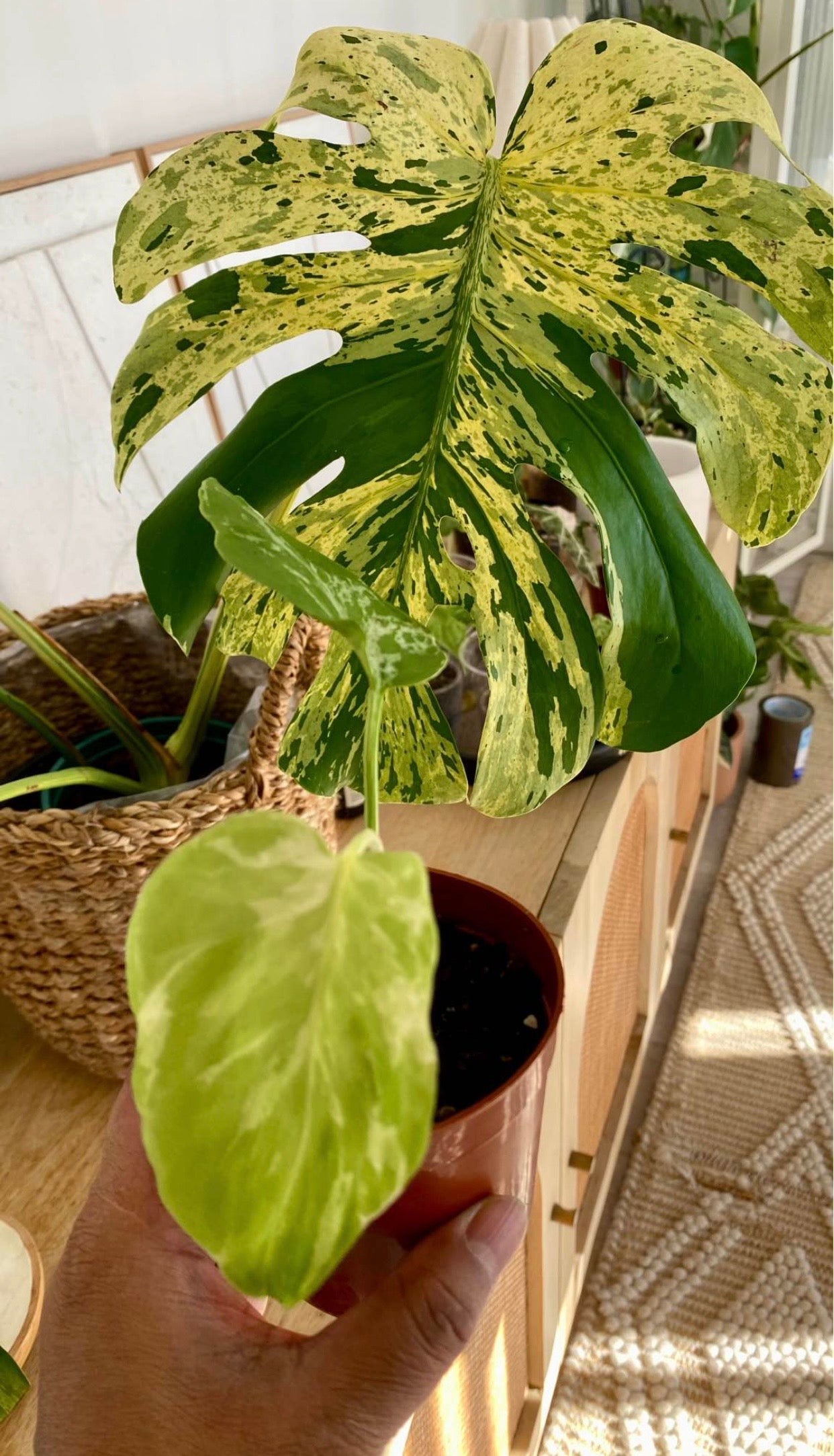 Monstera Bulbarsaur