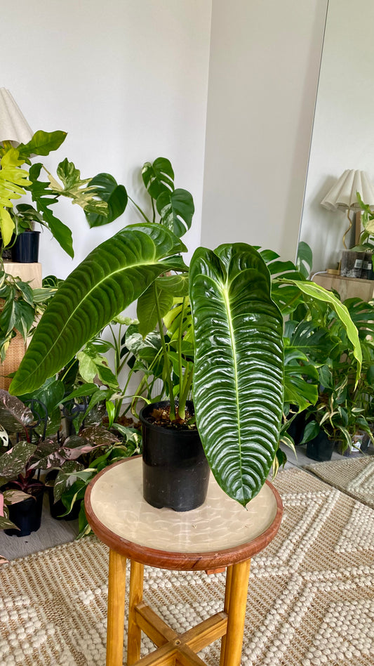 Anthurium Vietchii - King of Anthuriums