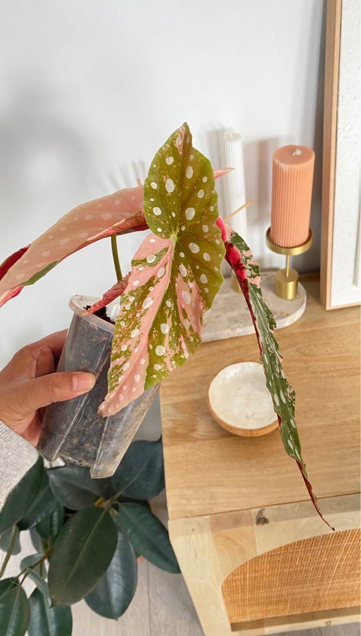 Begonia Maculata variegated