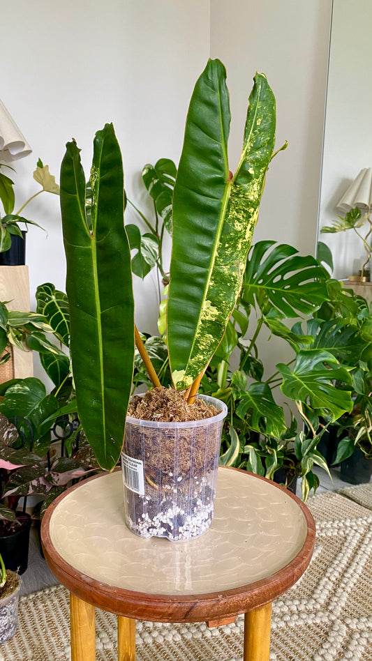 Philodendron Billietiae Variegated