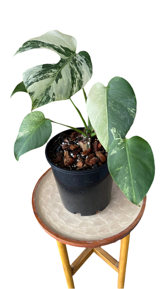 Monstera Jungle Mint