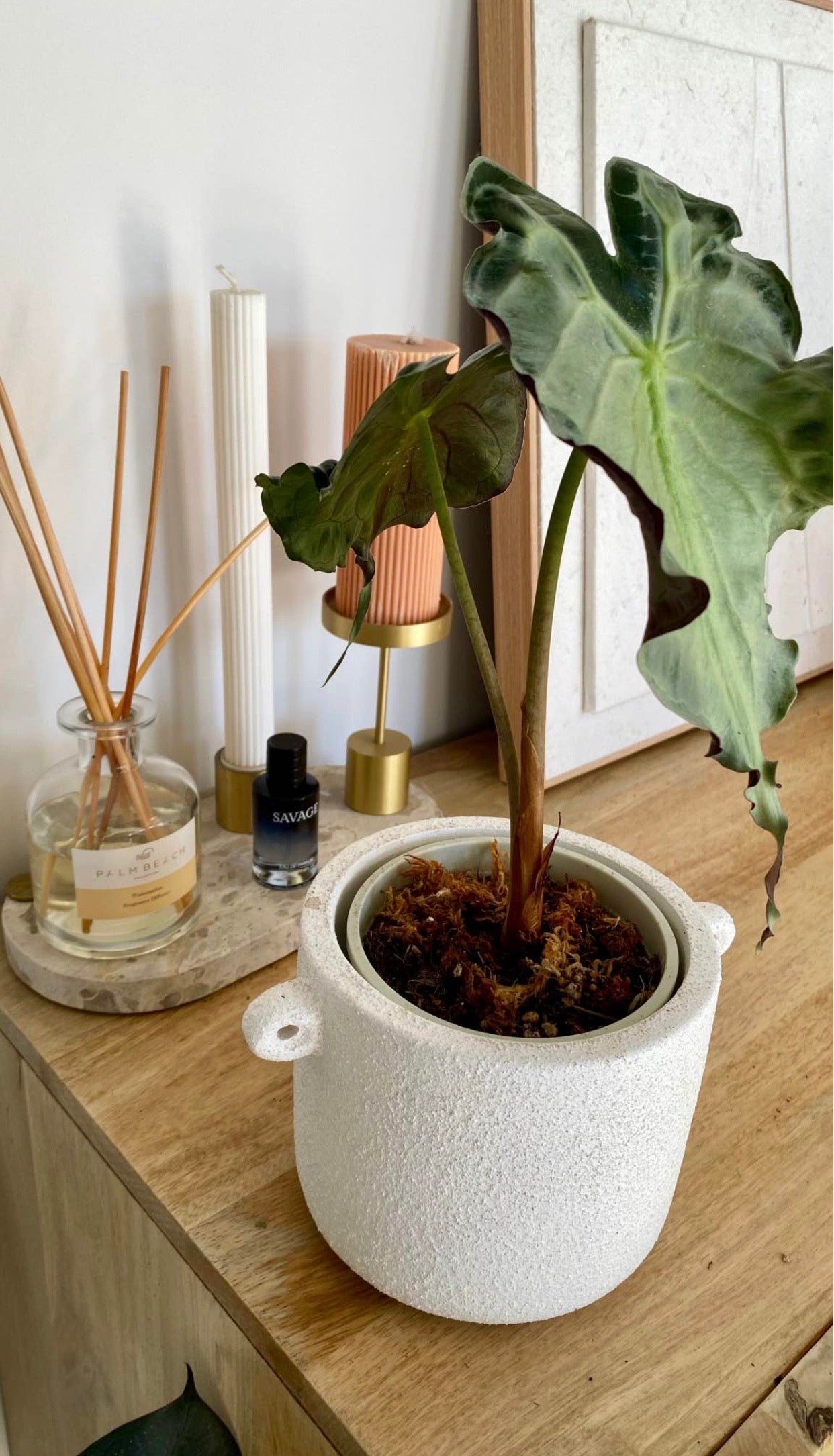 Alocasia Venom