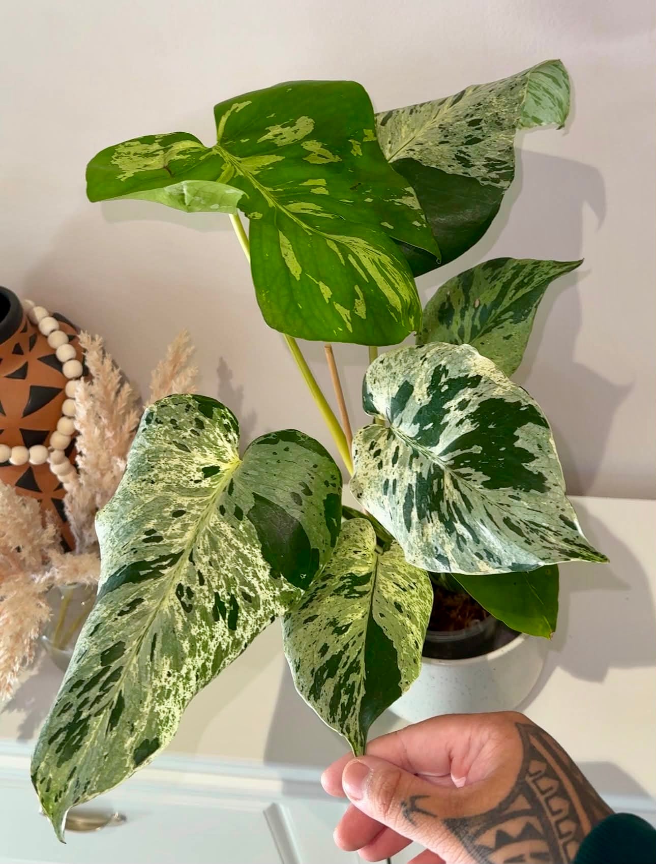 Monstera Bulbasaur