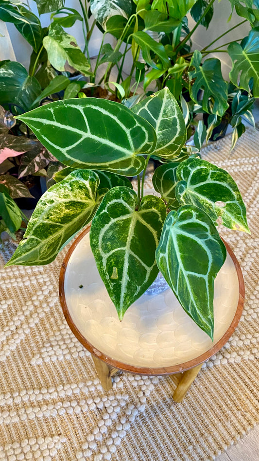 Anthurium Crystallinum hybrid Variegated