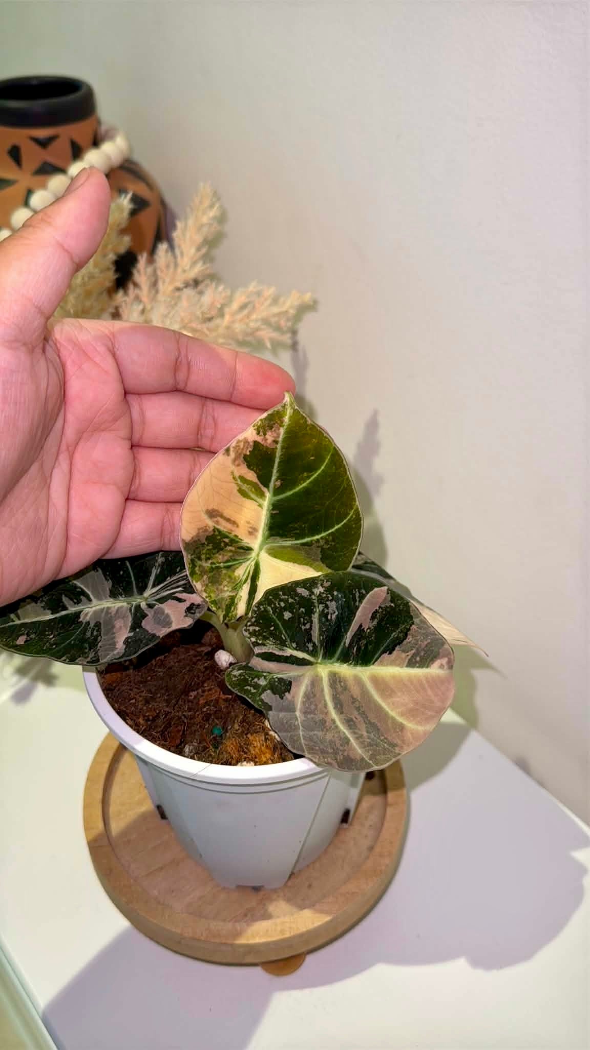 Alocasia Black Velvet Pink Variegated