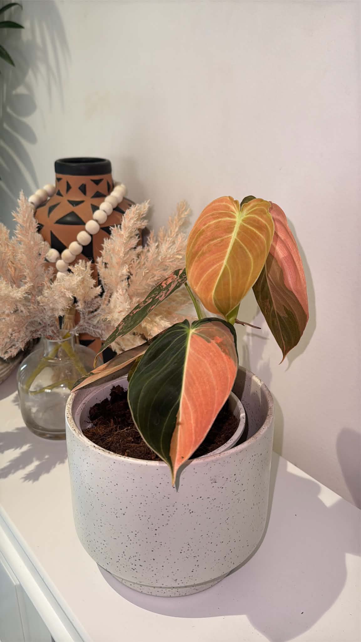 Philodendron Melanochrysum  'Orange/ Pink Bonfire' Variegated
