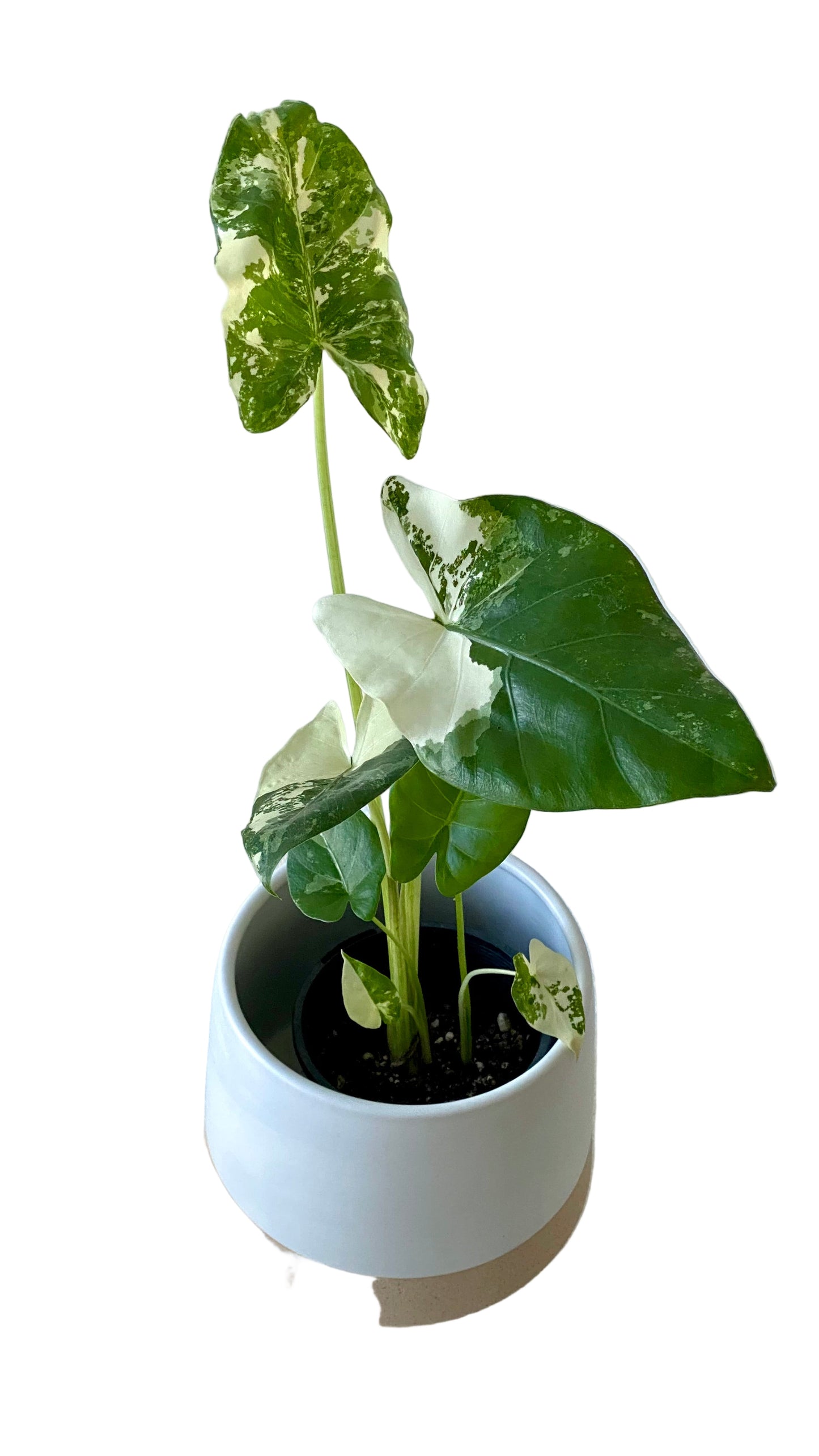 Alocasia maccrorhiza