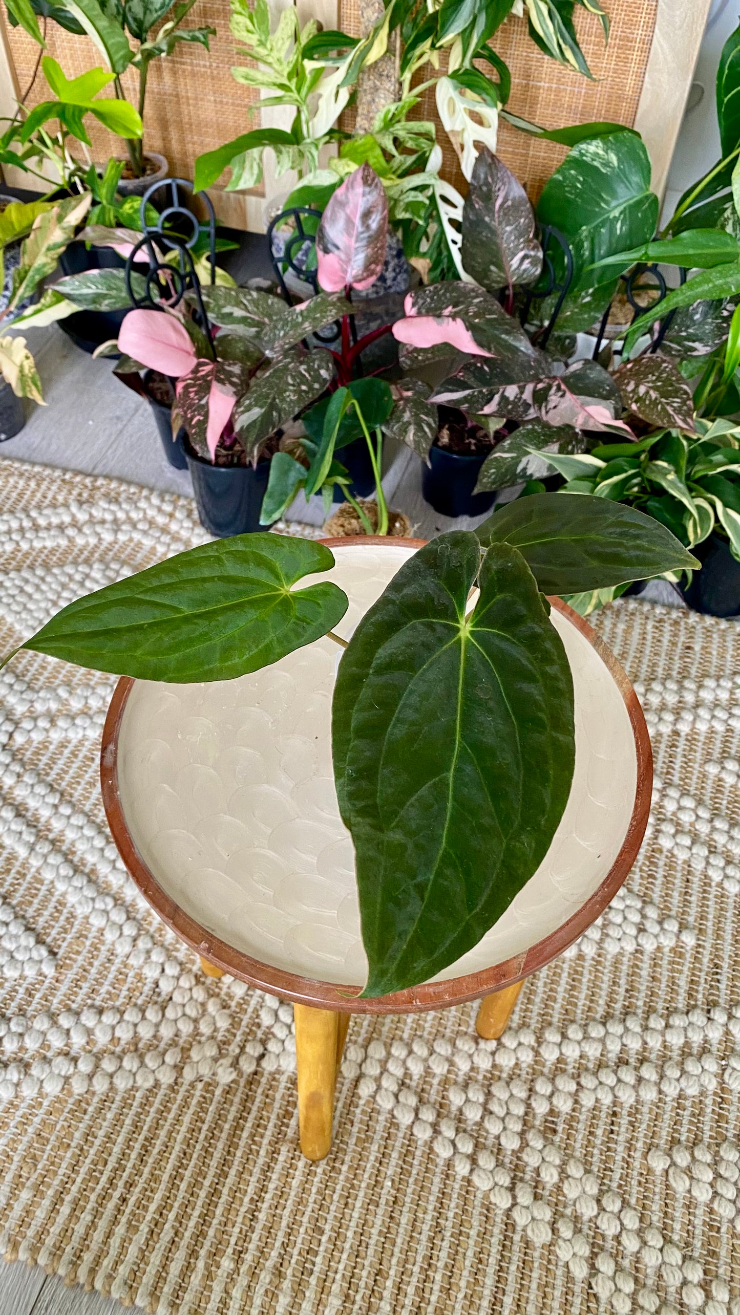 Anthurium Papillilaminum x Dressleri