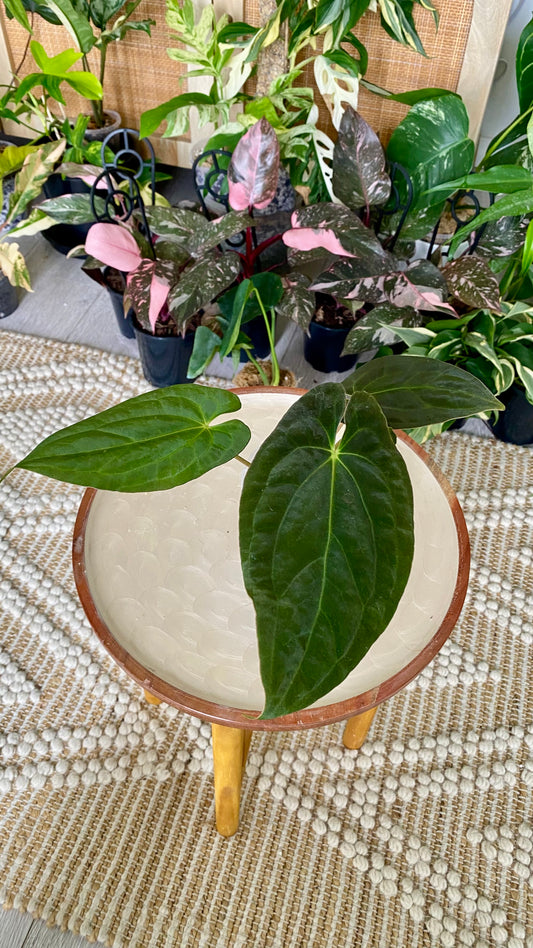 Anthurium Papillilaminum x Dressleri