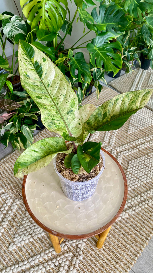 Anthurium Hookeri Variegated