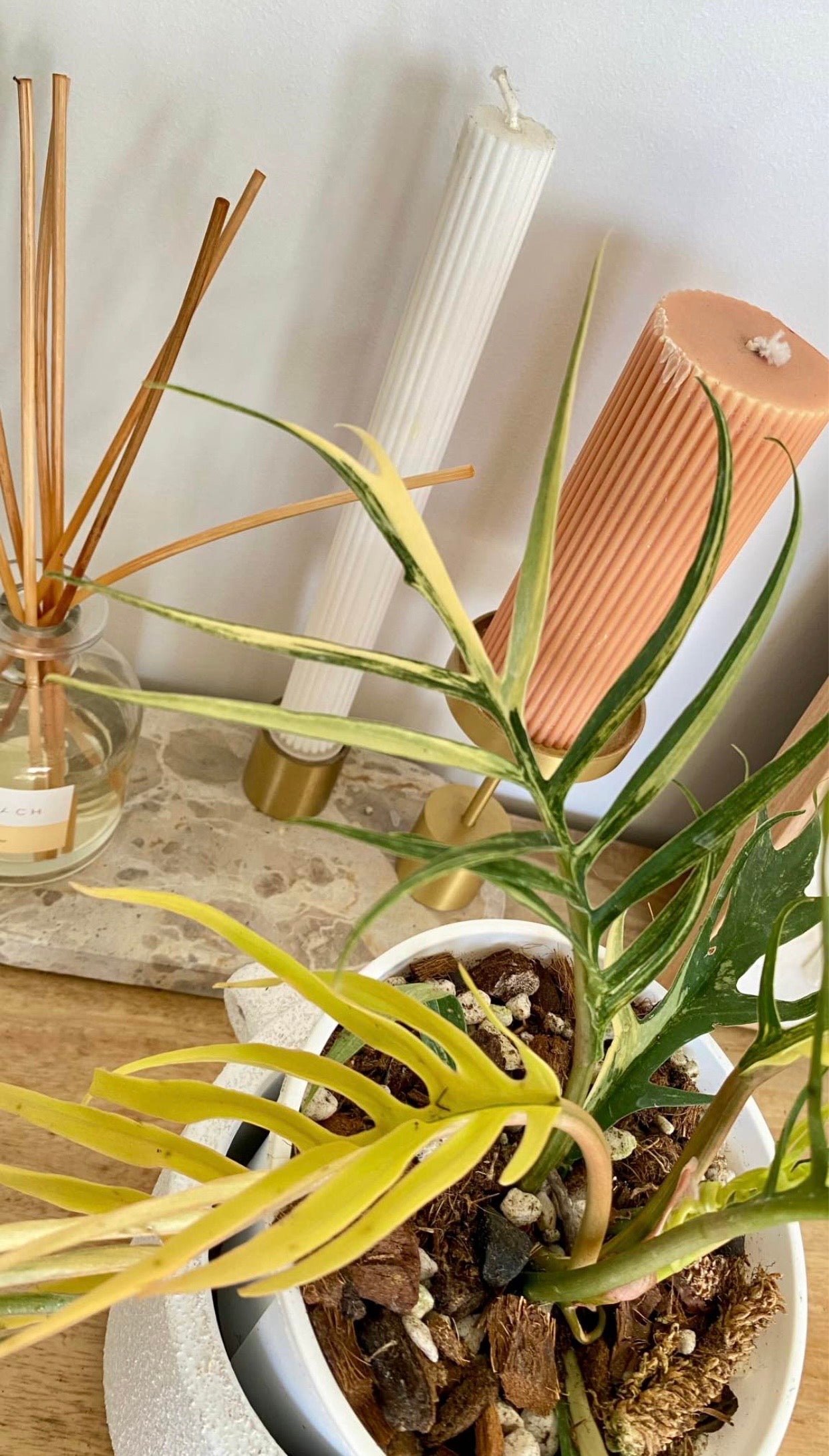 Philodendron Totum Variegated