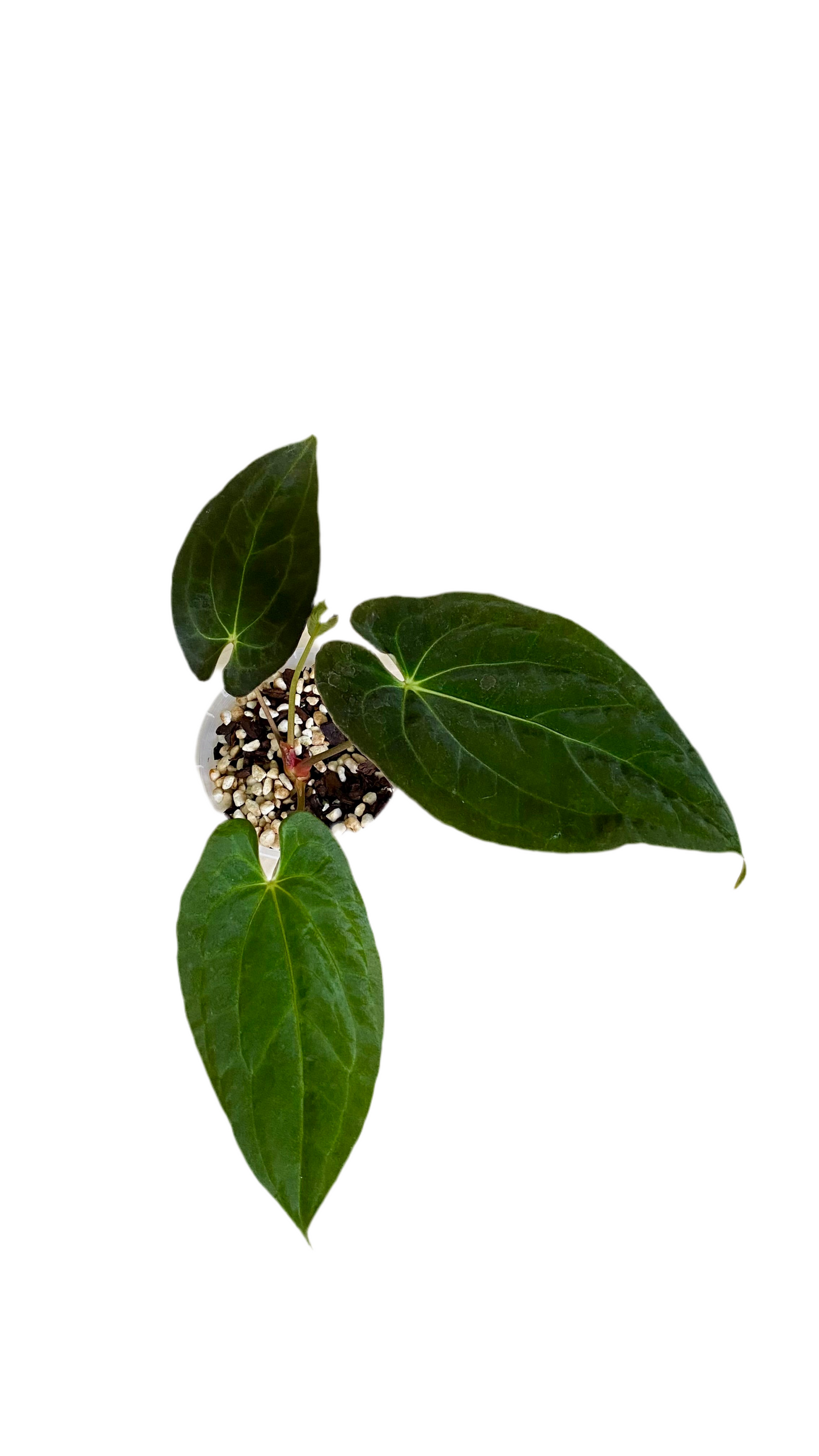 Anthurium Papillilaminum x Dressleri