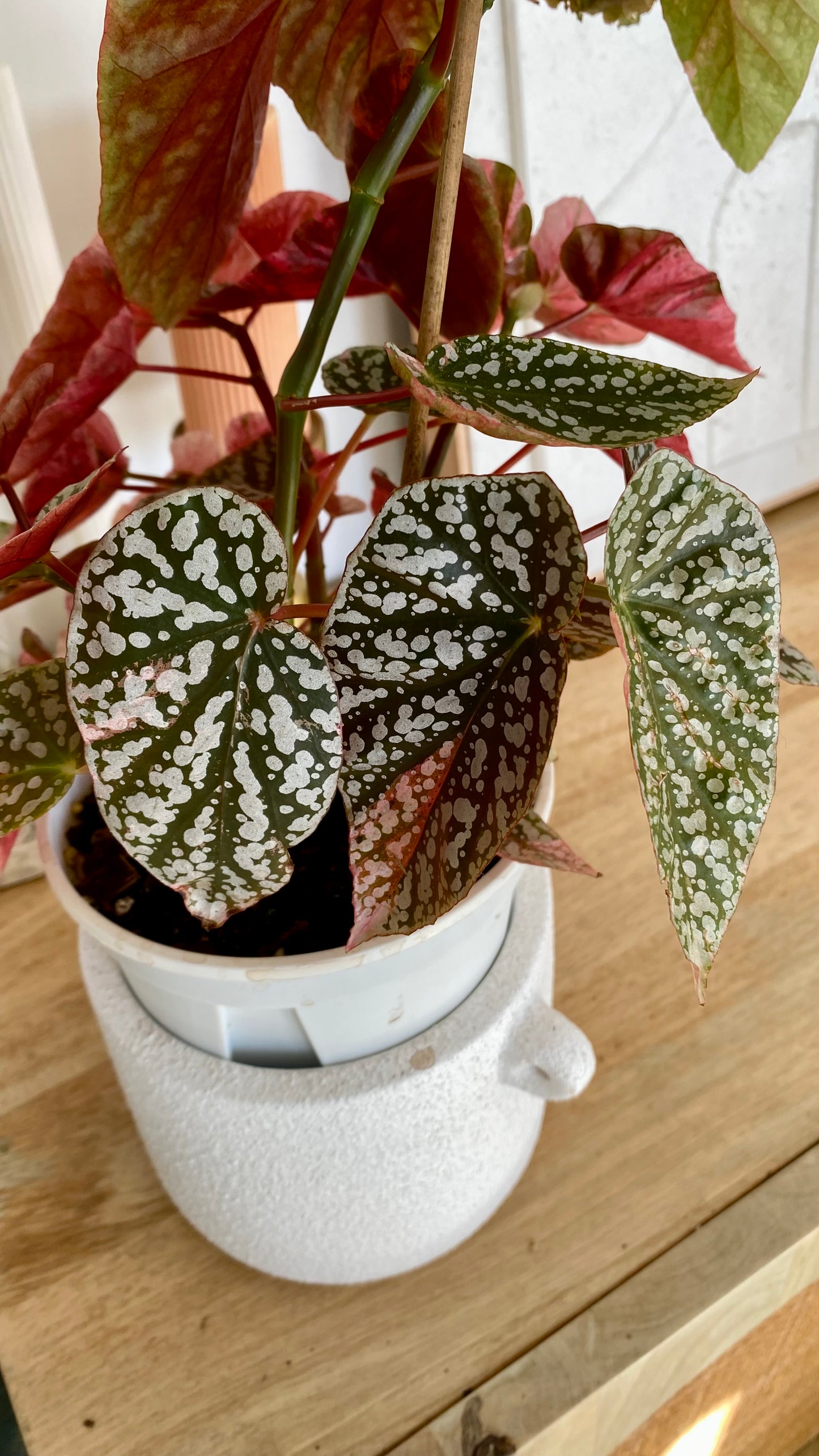 Begonia Snow Capped Variegated