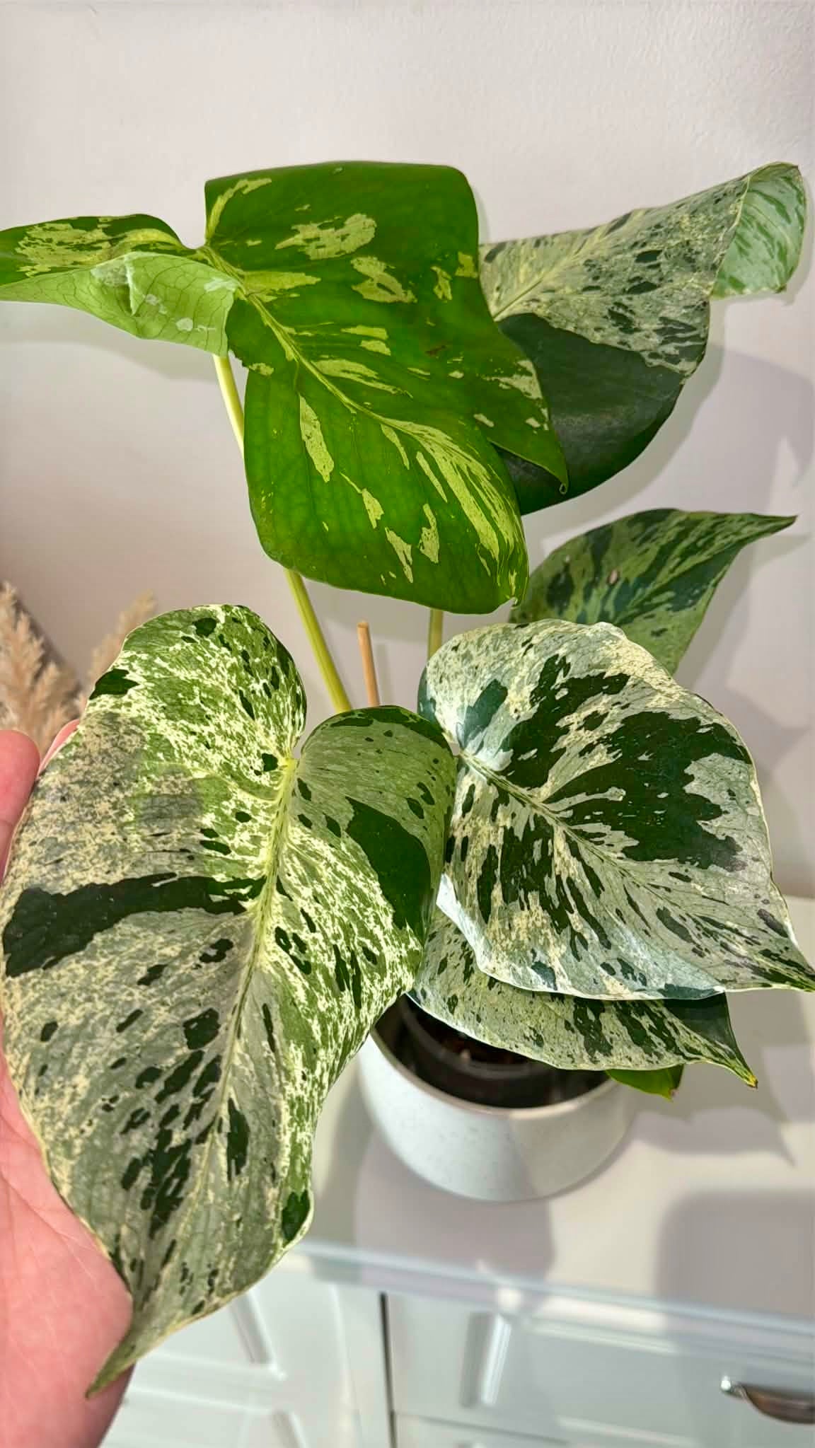 Monstera Bulbasaur
