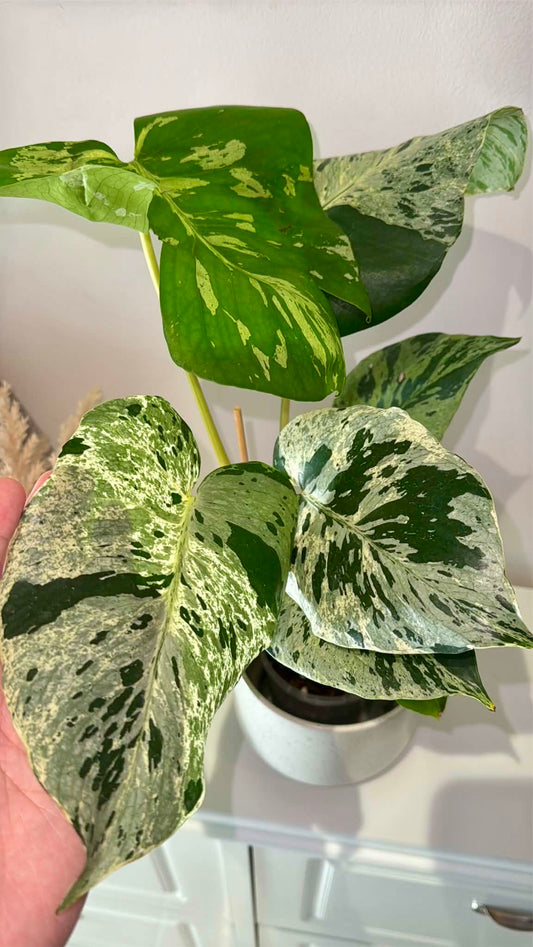 Monstera Bulbasaur