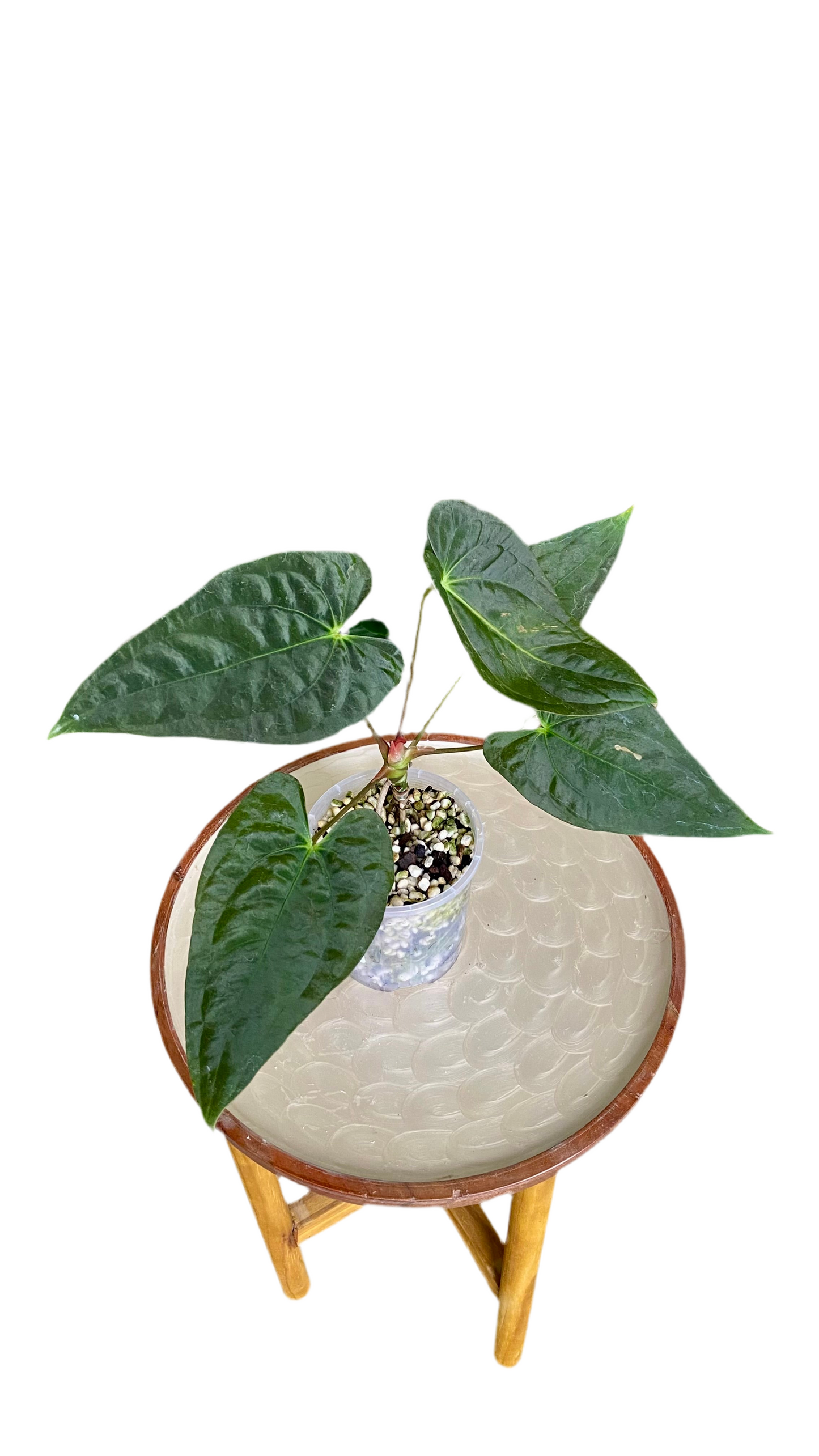 Anthurium Papillilaminum x Dressleri