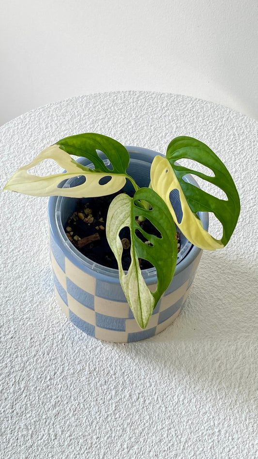 Monstera Adansonii Variegated