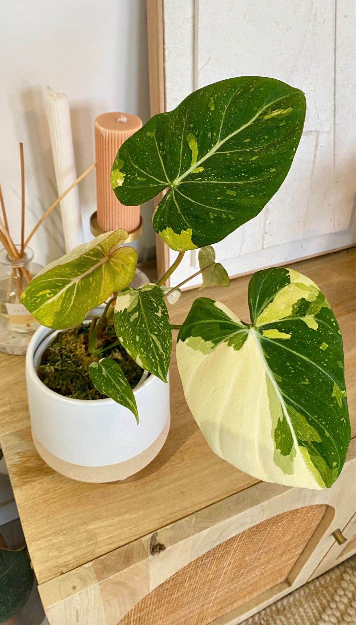 Philodendron Gloriosum Variegated