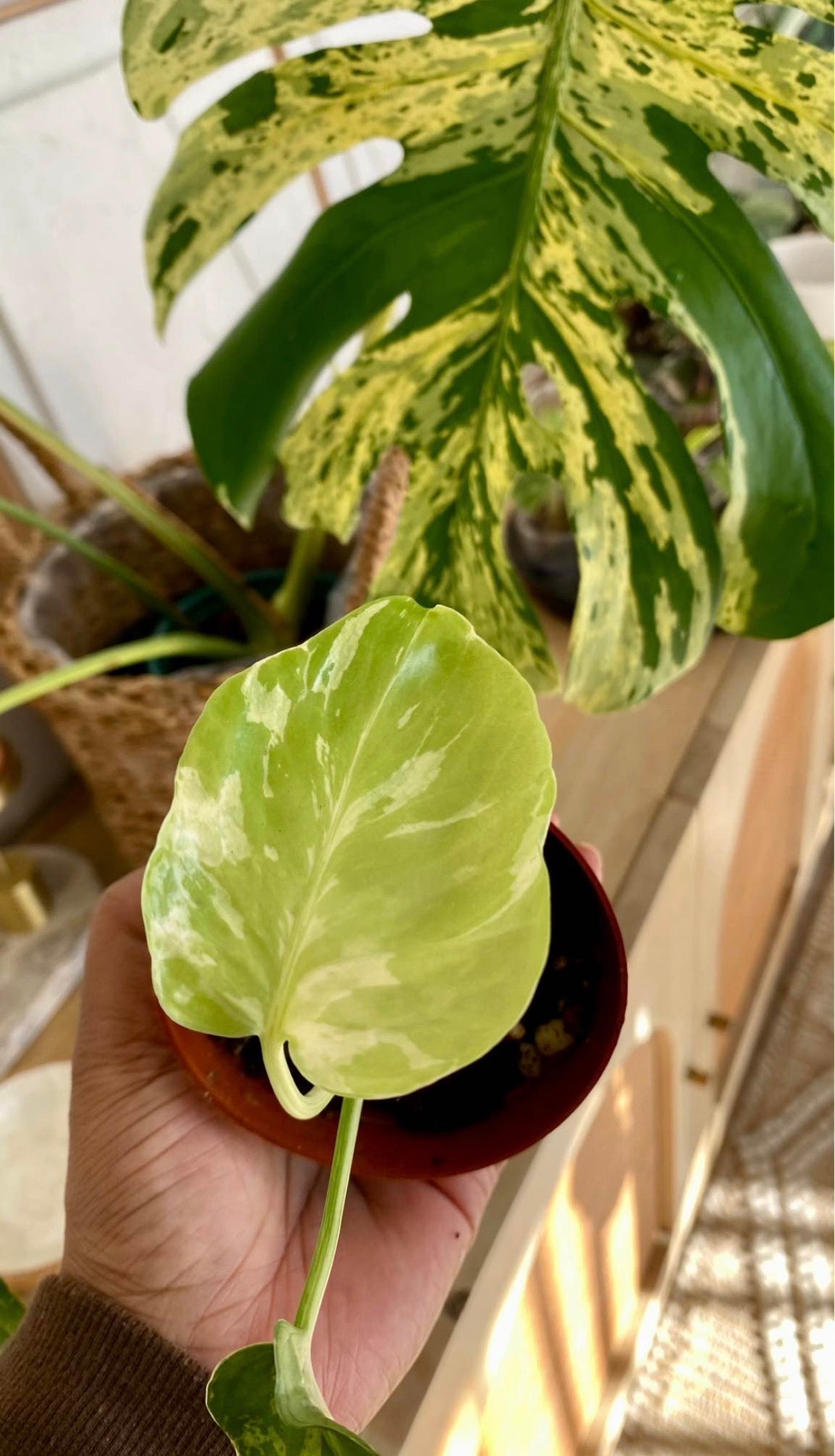 Monstera Bulbarsaur
