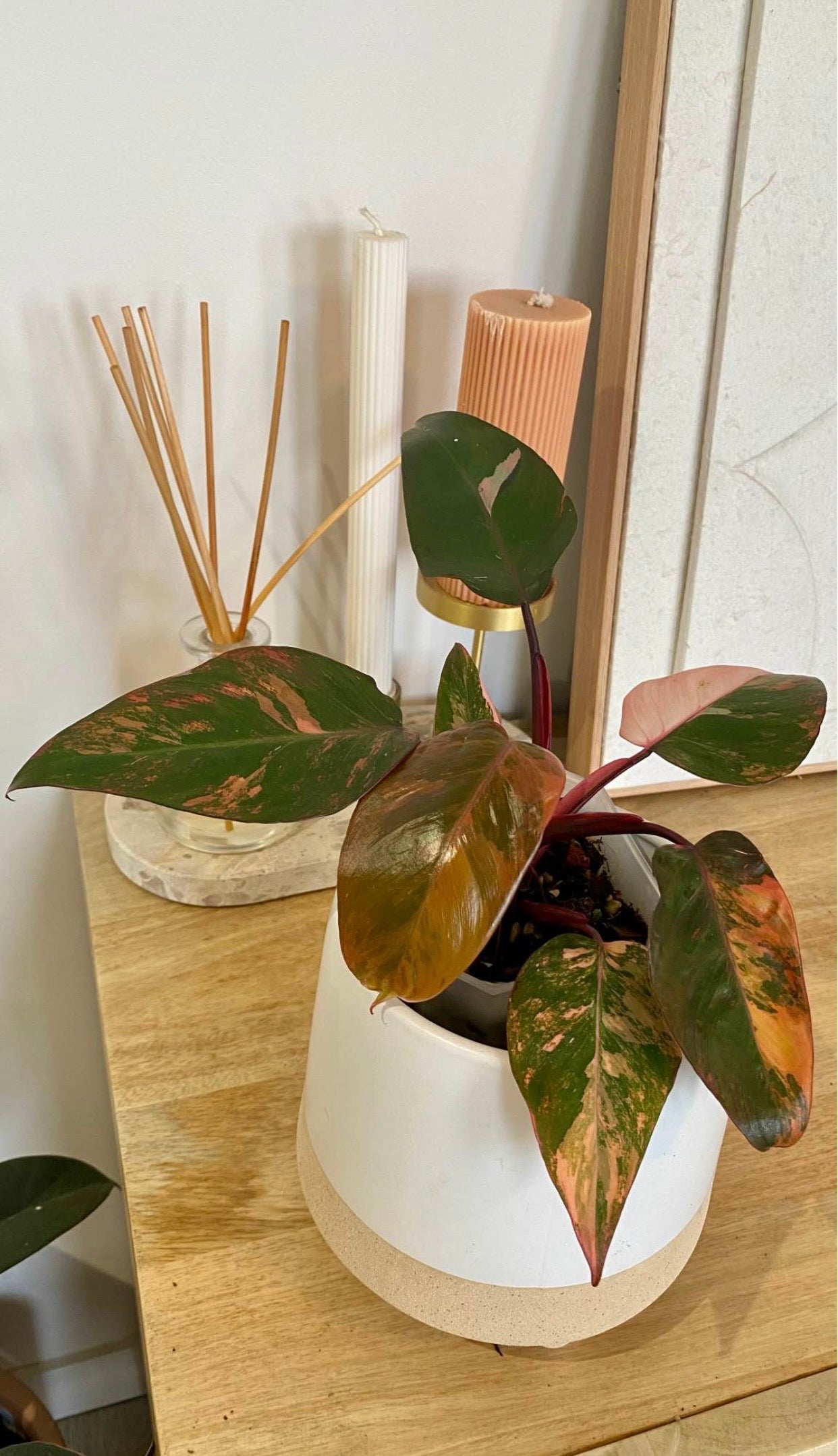 Philodendron Fire Princess