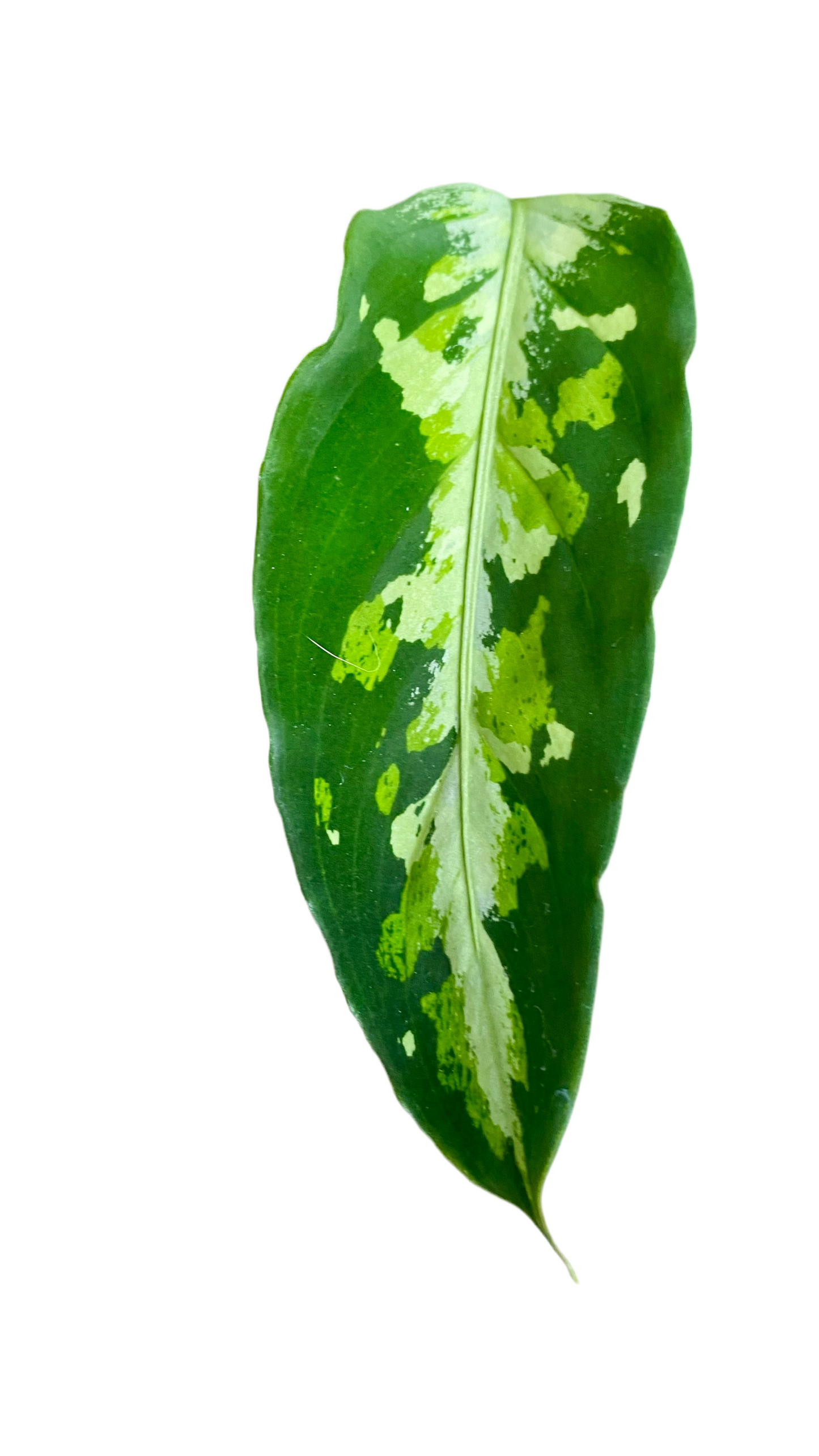 Aglaonema Pictum Tricolour