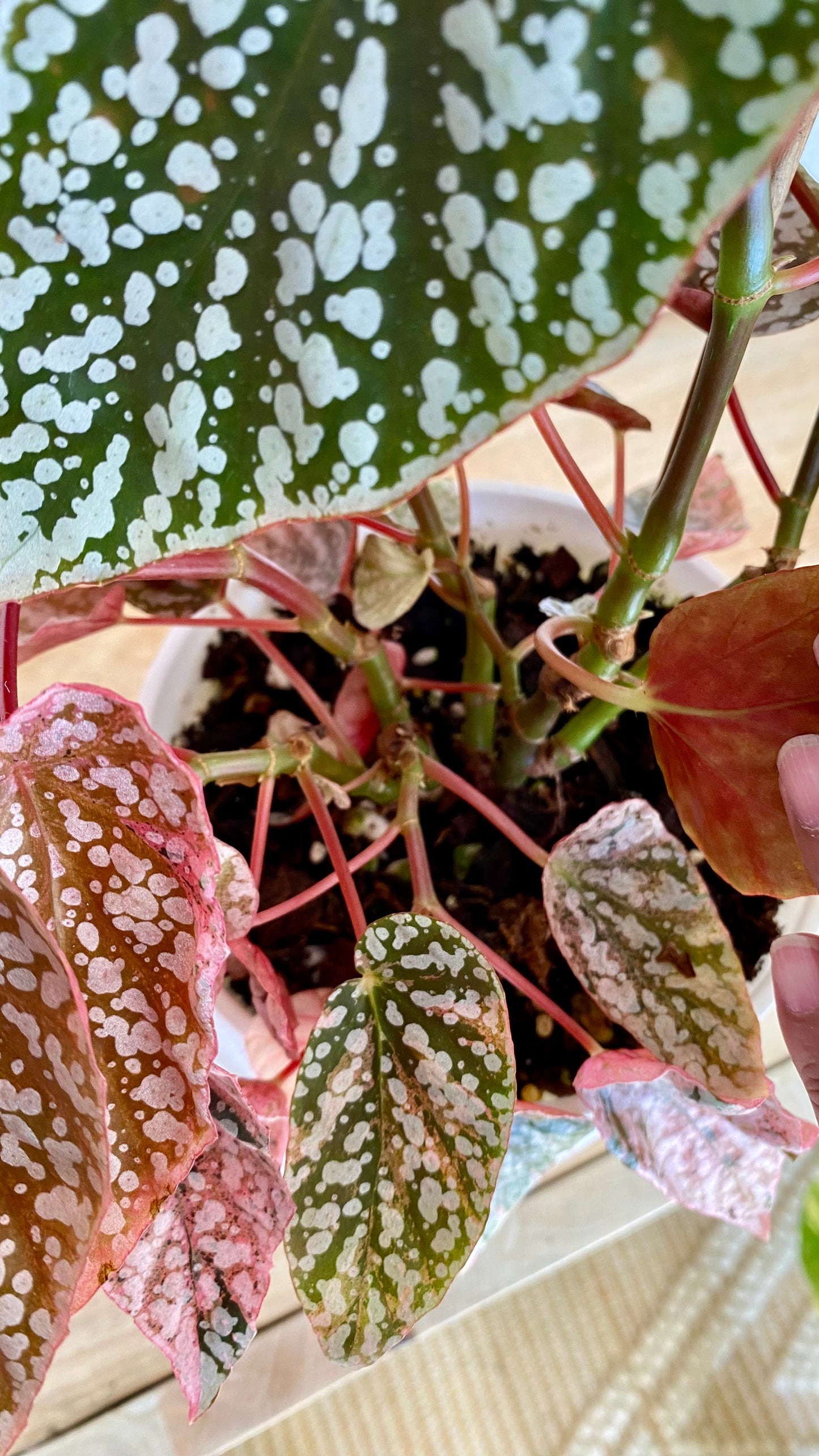 Begonia Snow Capped Variegated